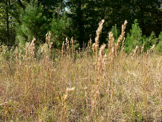 {Andropogon glomeratus}